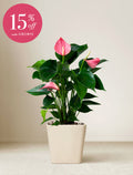 Women's Day Pink Anthurium Plant