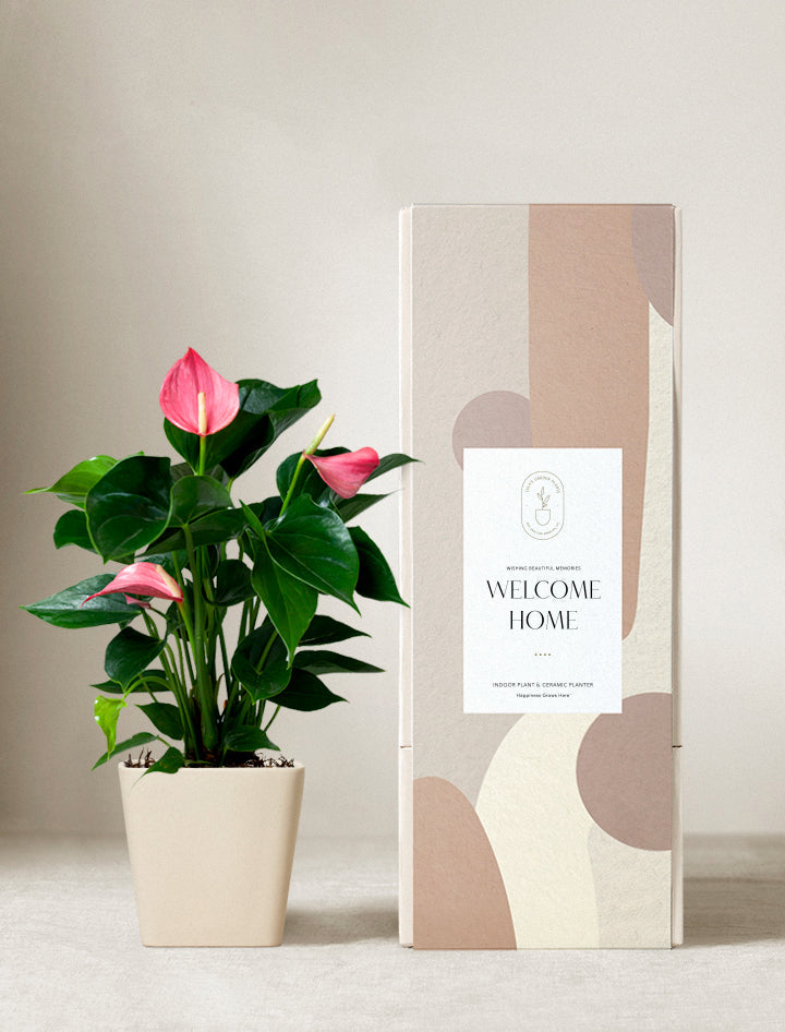 Pink Anthurium Plant