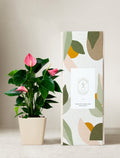 Pink Anthurium Plant