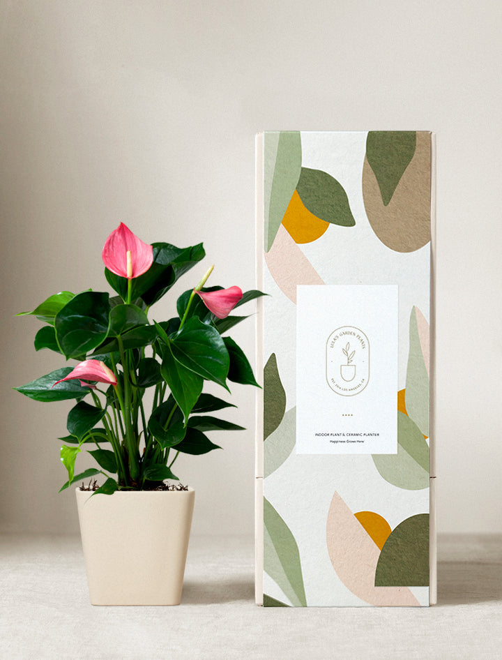 Pink Anthurium Plant