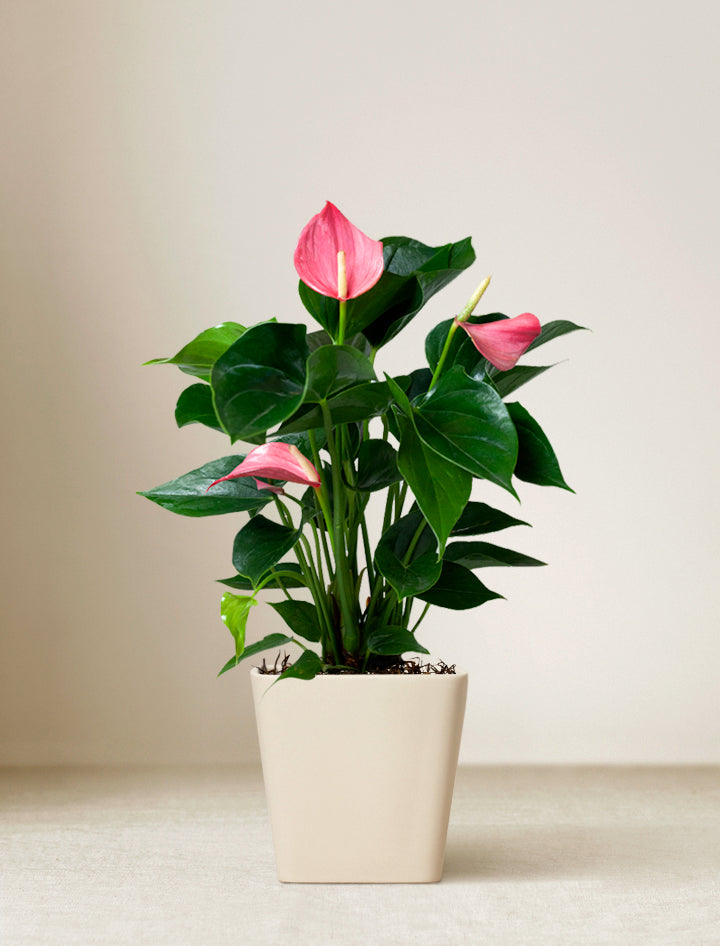 Women's Day Pink Anthurium Plant