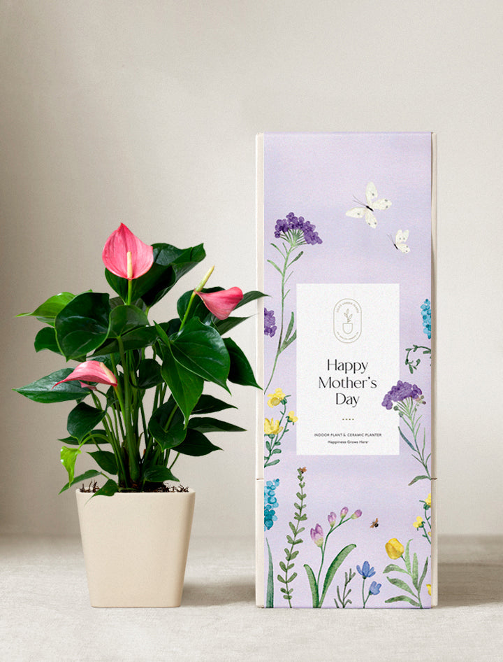 Pink Anthurium Plant