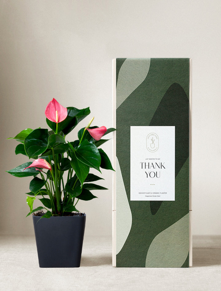 Pink Anthurium Plant