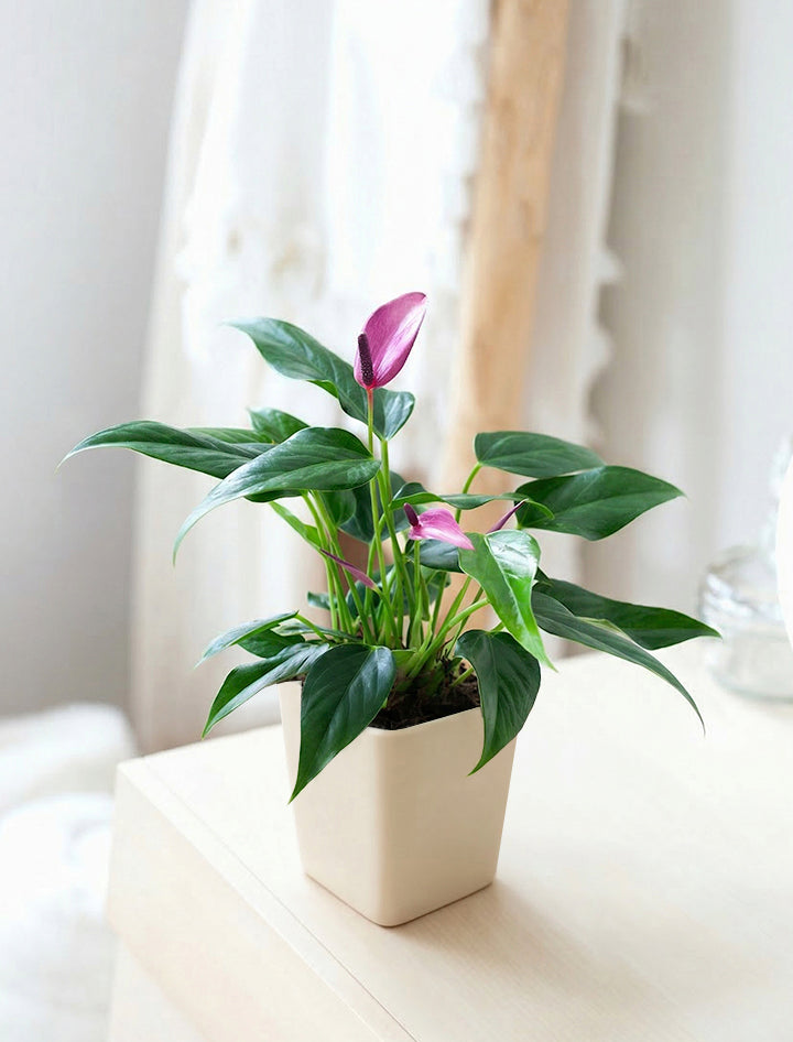 Mother's Day Purple Anthurium Plant