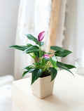 Mother's Day Purple Anthurium Plant
