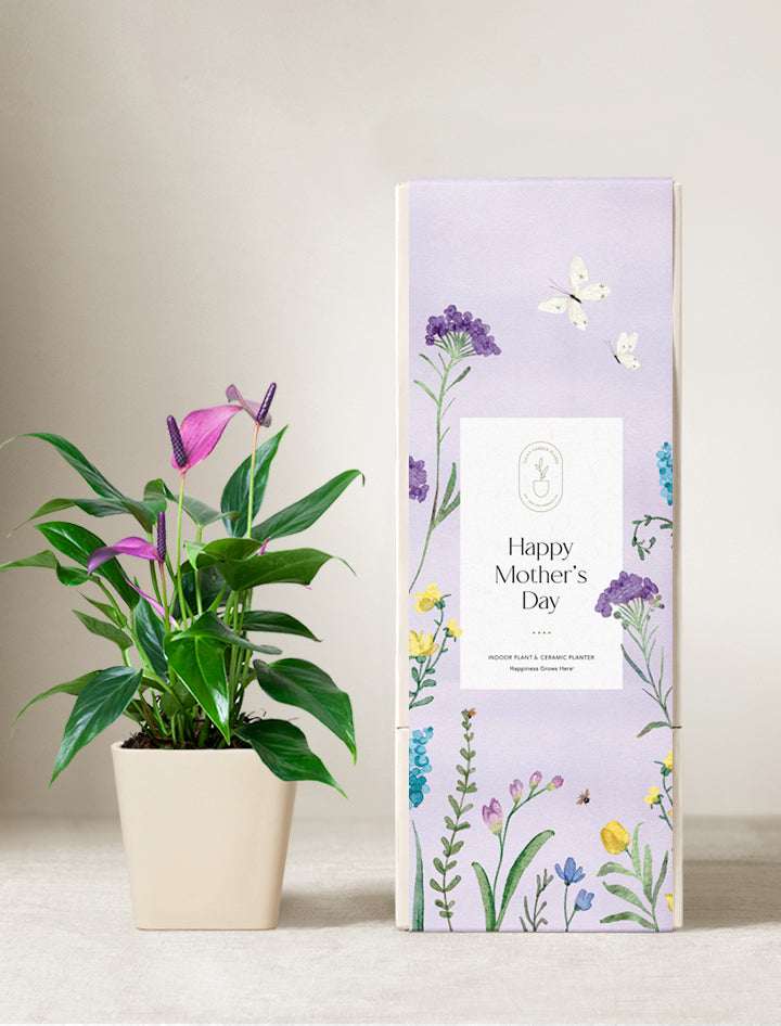 Mother's Day Purple Anthurium Plant