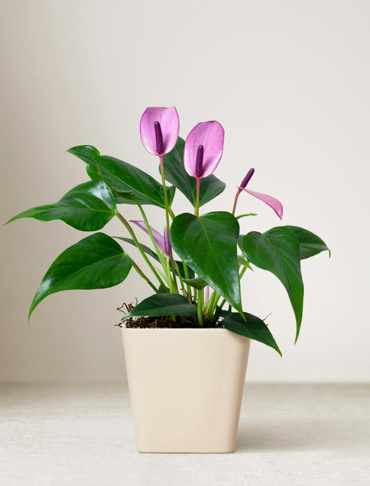 Mother's Day Purple Anthurium Plant