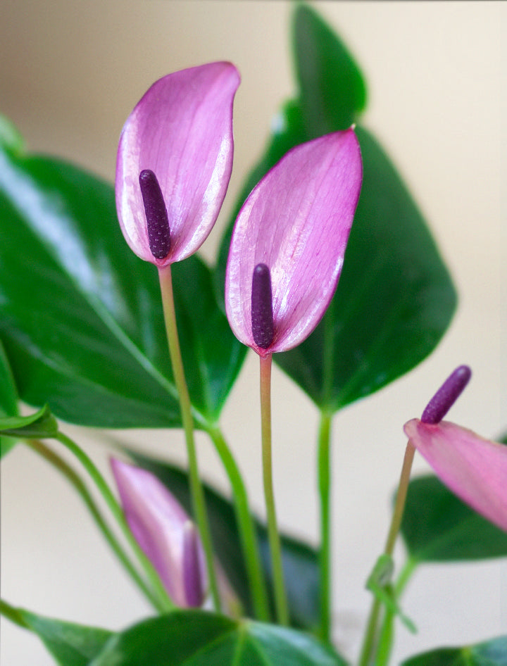 Mother's Day Purple Anthurium Plant