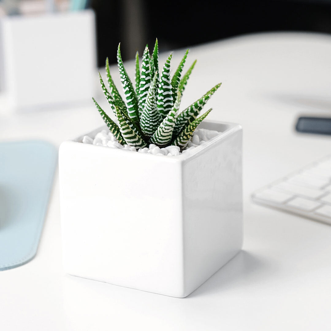 Ceramic Desk Succulent