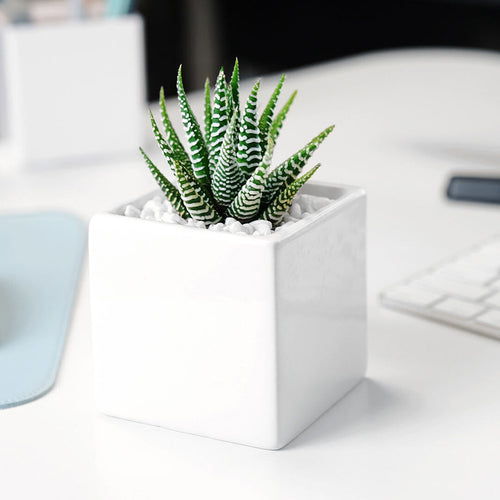 Ceramic Desk Succulent