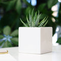 Ceramic Desk Succulent