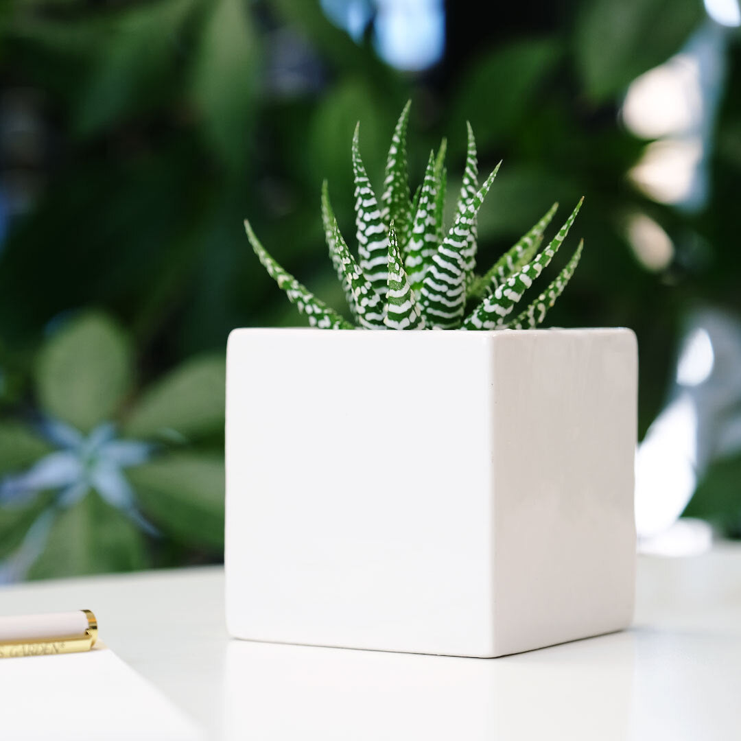 Ceramic Desk Succulent