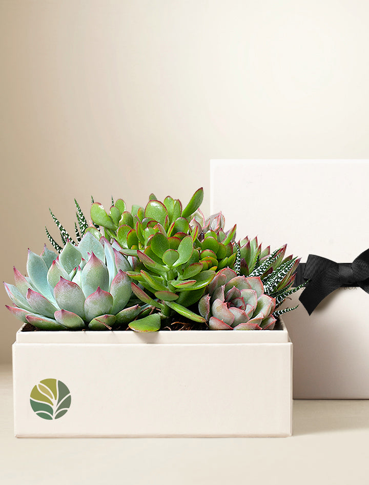 Custom Design Urban Garden