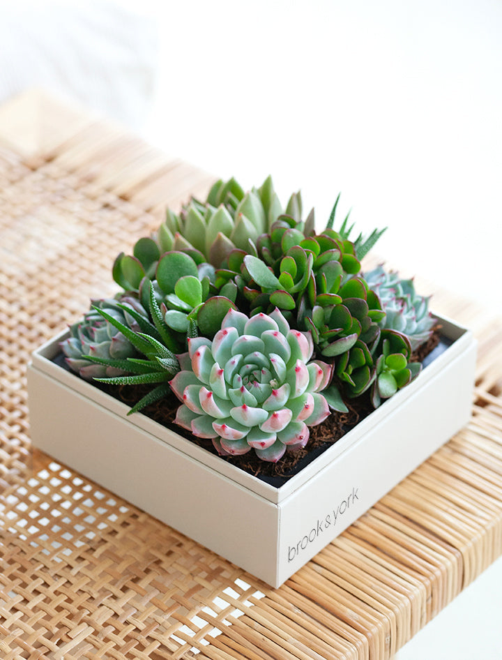 Custom Design Urban Garden