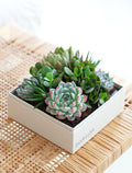 Custom Design Urban Garden