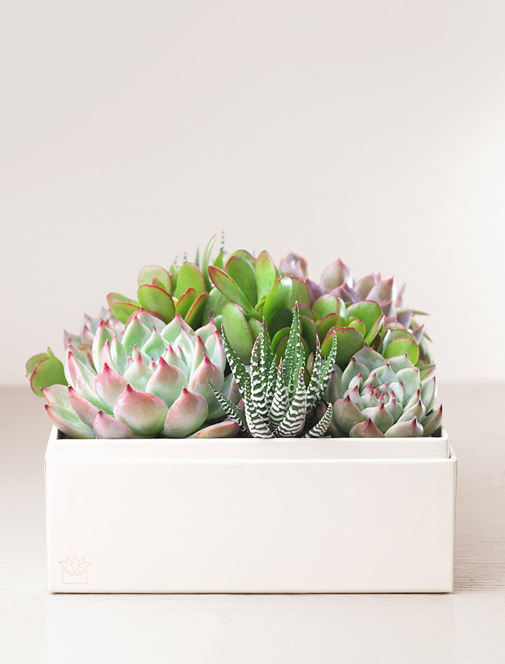 Welcome Home Urban Garden