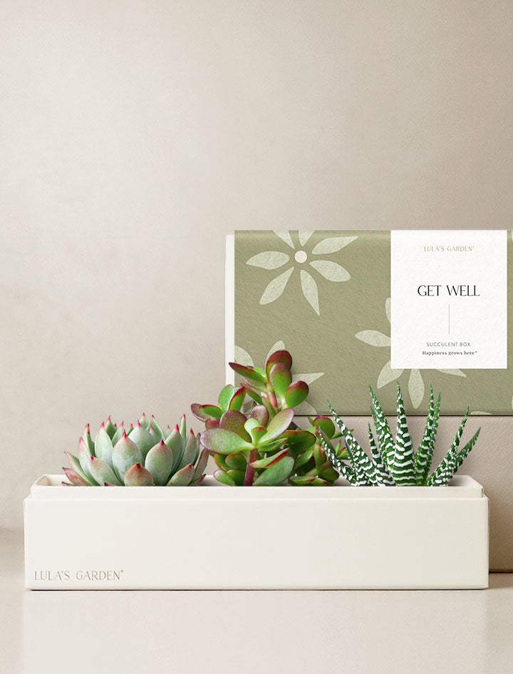 Get Well Verdant Garden