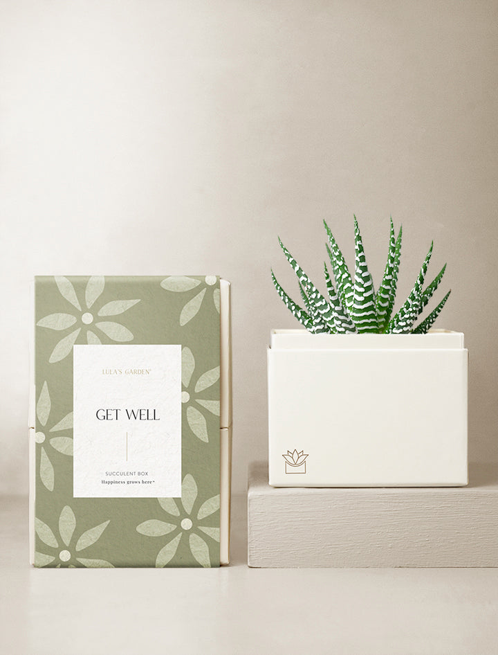 Get Well Petite Zebra Garden