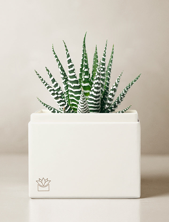 Get Well Petite Zebra Garden
