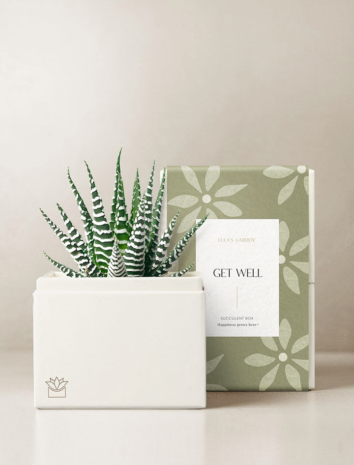 Get Well Petite Zebra Garden
