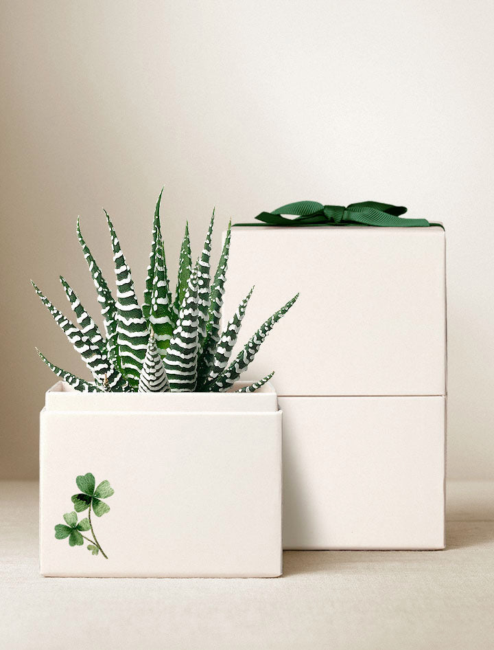 St Patrick's Day Petite Zebra Garden