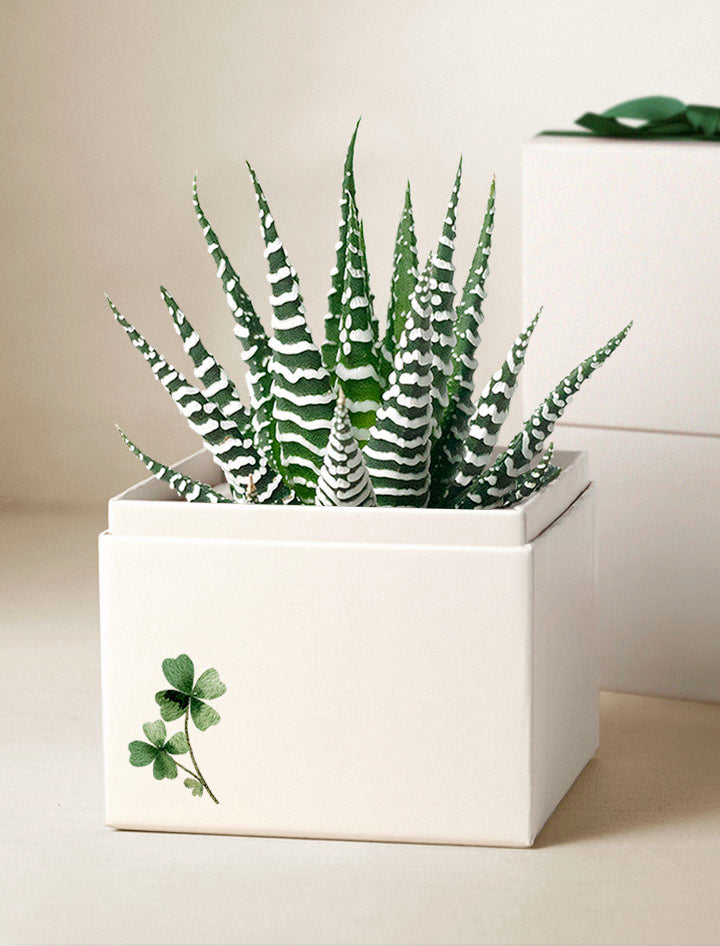 St Patrick's Day Petite Zebra Garden