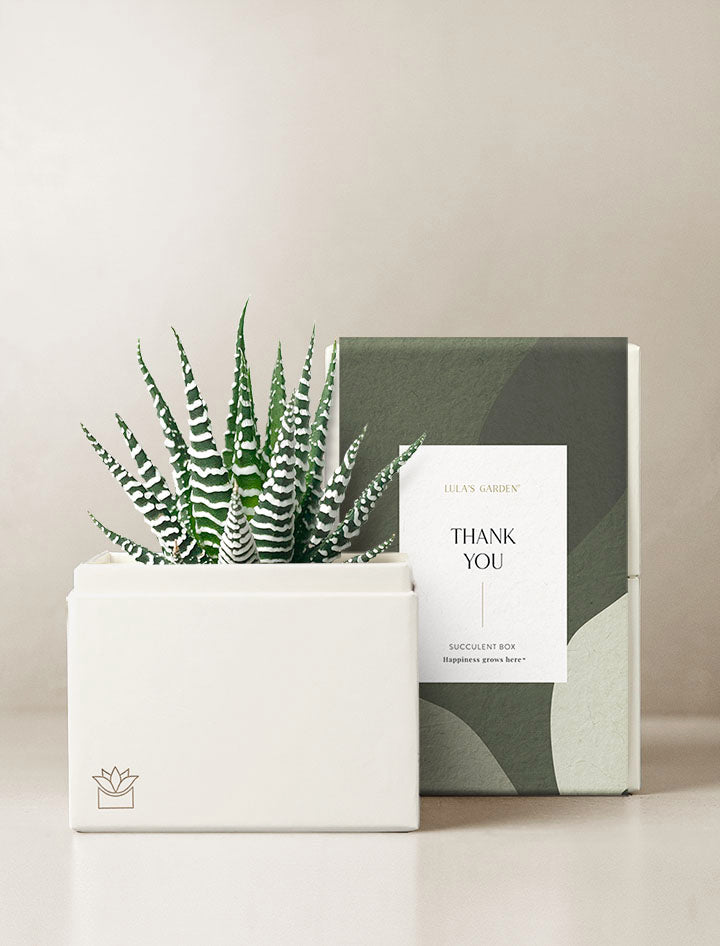 Petite Zebra Garden