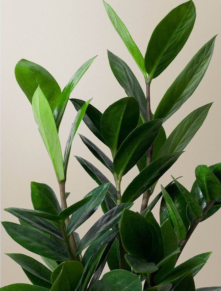 Thank You ZZ Plant