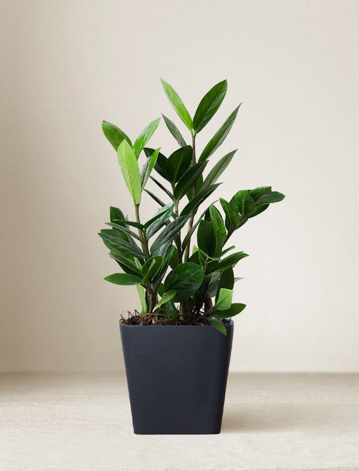 Thank You ZZ Plant