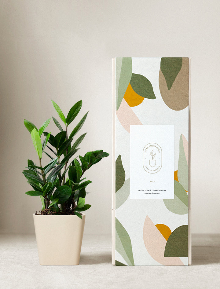 ZZ Plant