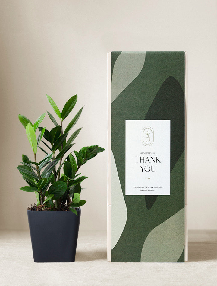 Thank You ZZ Plant