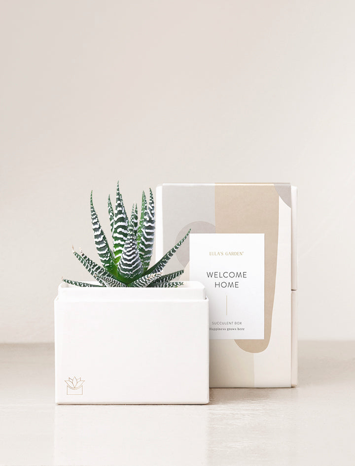 Welcome Home Zebra Garden